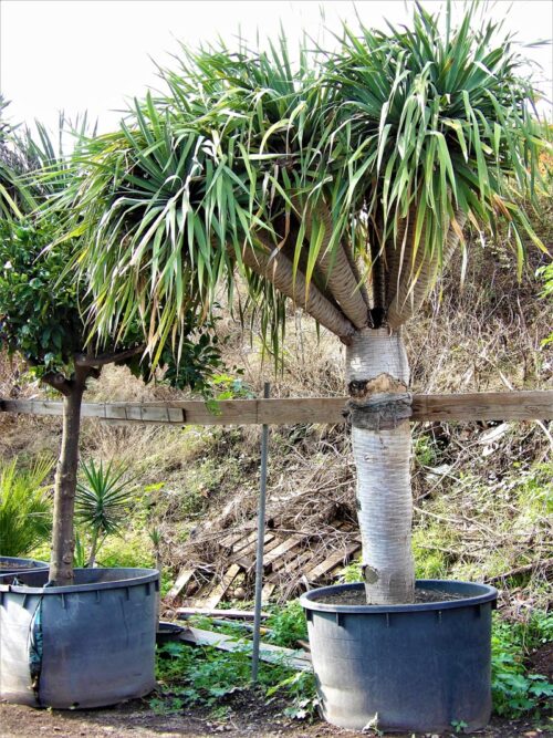 Dracaena draco