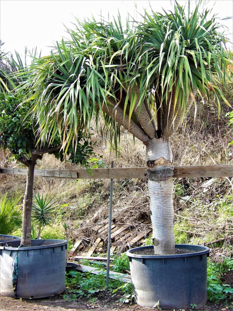 Dracaena draco