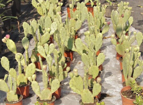 Fichi d'India