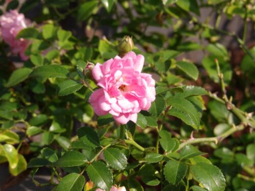 rosa prato